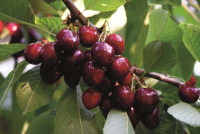 Malatya Dalbastı Kirazı